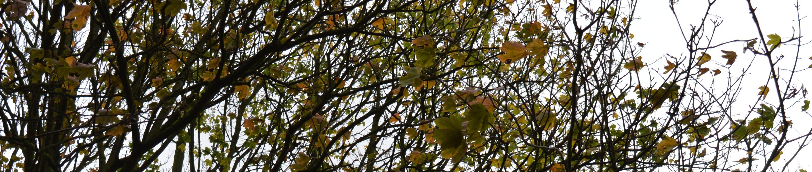 achtergrond_bomen